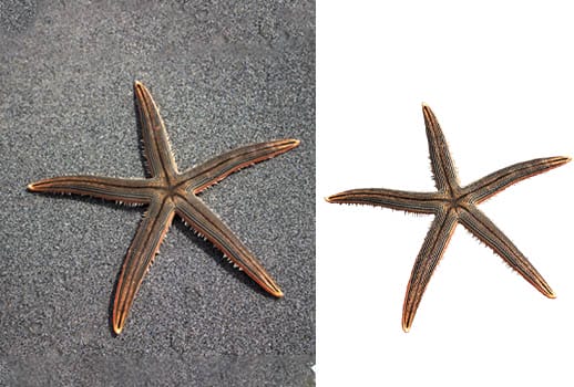 Image Masking Service Provider – Starts @ 59c/Image 8 Image Masking Service Provider – Starts @ 59c/Image