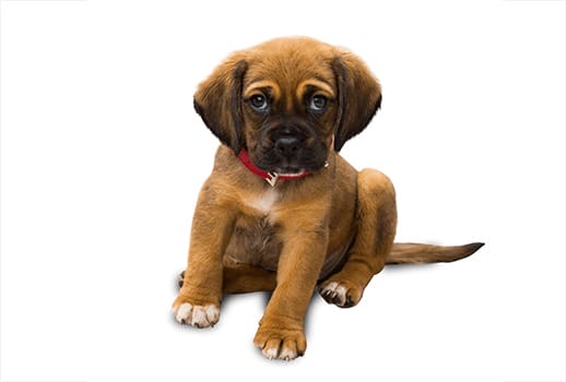 Pet Photo Editing Service