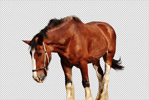 Remove Portrait from Background